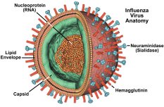 influenzaviruslabeled